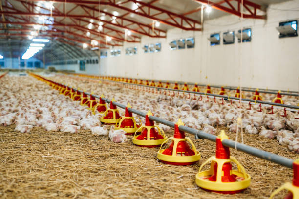 istock woman on chicekn  farm 1372075124