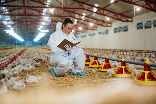 istock woman on chicekn  farm 1372075148