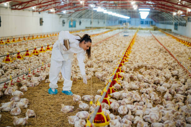 istock woman on chicekn  farm 1372075183