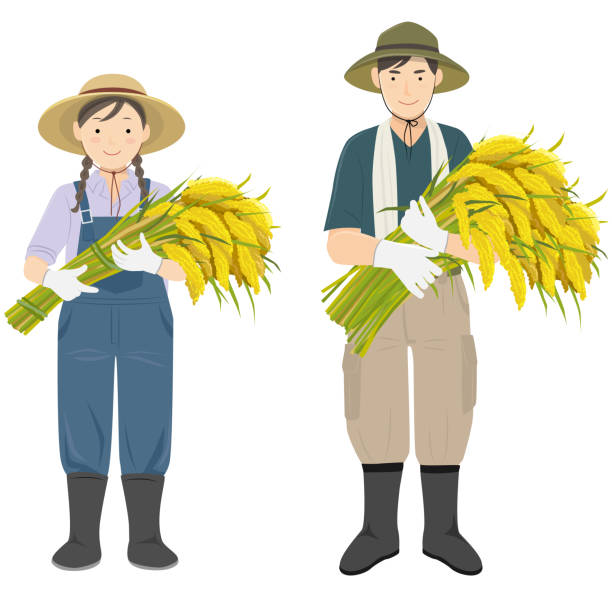 ilustrações de stock, clip art, desenhos animados e ícones de young men and women standing side by side holding a rice bundle - farm worker