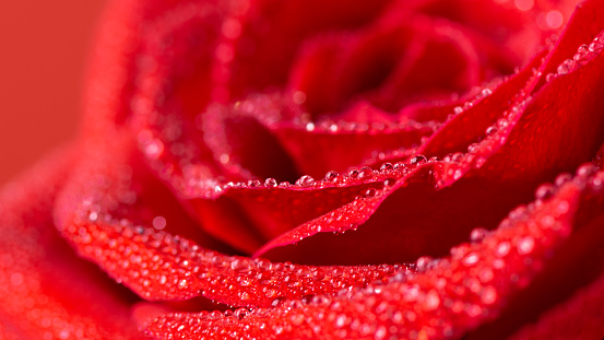 Beautiful red rose flower with water drops closeup. Macrophotography of rose flower head. Natural flower background.