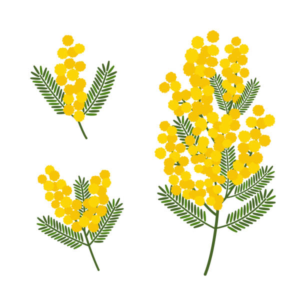 illustrations, cliparts, dessins animés et icônes de ensemble d’illustrations vectorielles de mimosas de différentes tailles - mimosa de bailey illustrations