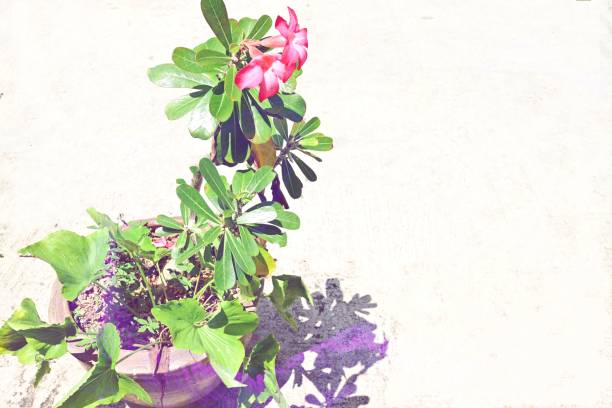 Flowering plants in pots against white background