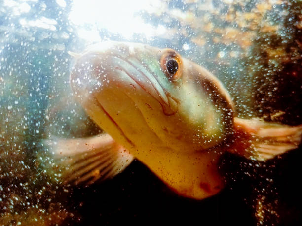 Mutton snapper coming out of its cave on a sunrise dive