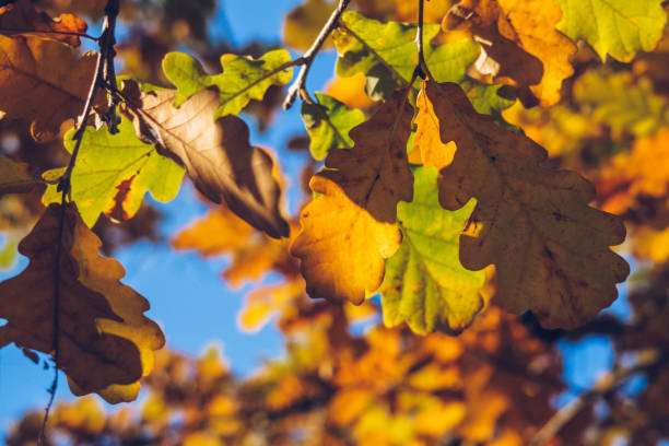 istock Autumn orange colored leaves, maple foliage against blue sky, selective focus, blurred bokeh background. Vibrant stock photography 1372079255