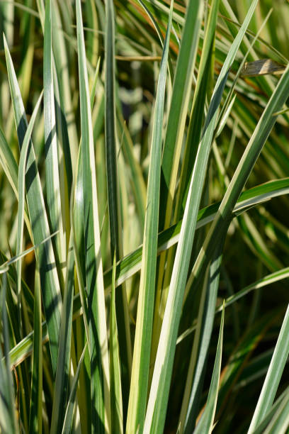 istock Slender Sweet Flag Aureovariegatus 1372081183