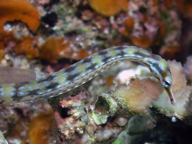 istock A Network Pipefish (Corythoichthys flavofasciatus) in the Red Sea, Egypt 1372081365