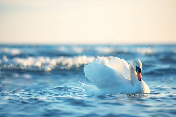 白の海の水の白鳥日の出ショット - swan bird water fog ストックフォトと画像