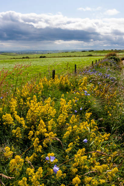 istock Flowery fields in the North Ireland during the summer 1372083508