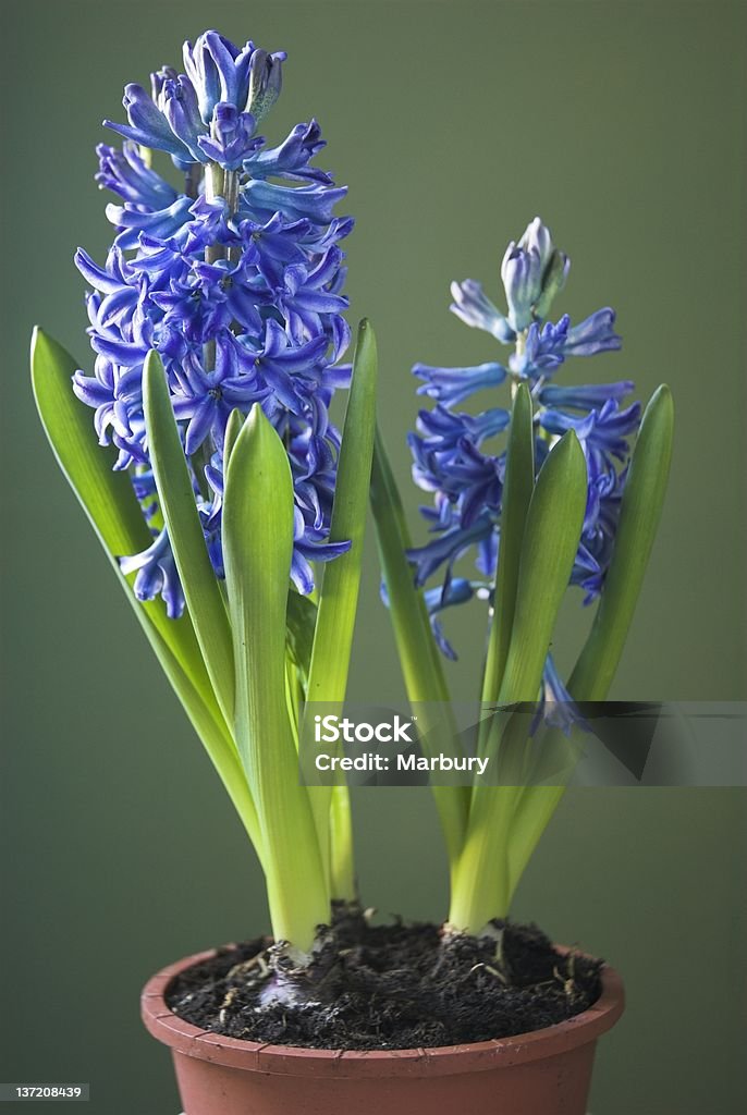 Hyacinth Blue Hyacinth in a pot on green background. Asparagales Stock Photo