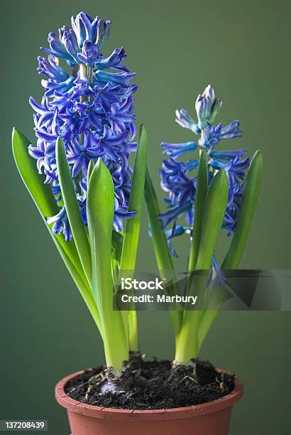 Hyacinth Stock Photo - Download Image Now - Asparagales, Beauty In Nature, Blue