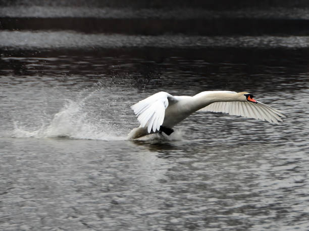 istock Swan is taking off from water 1372086000