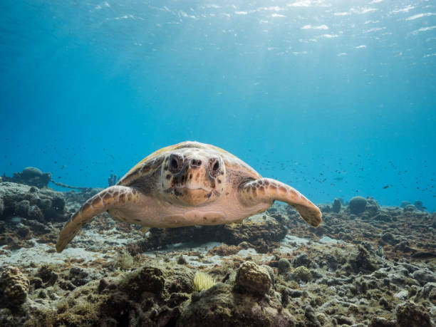 Seascape with Loggerhead Sea Turtle in the coral reef of Caribbean Sea, Curacao stock photo