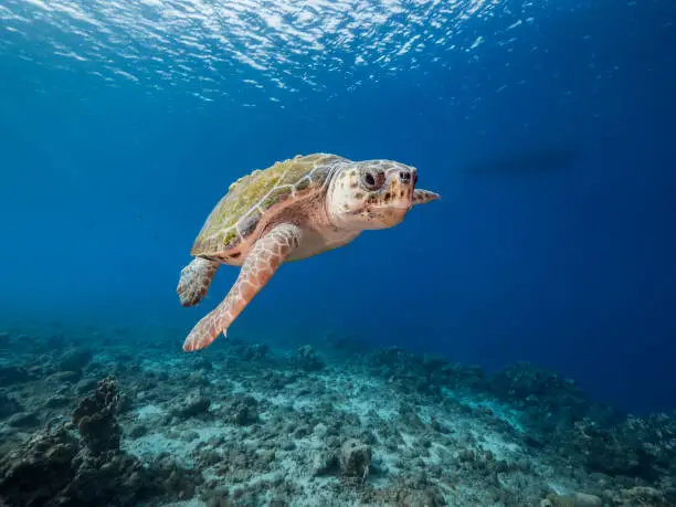 Photo of Seascape with Loggerhead Sea Turtle in the coral reef of Caribbean Sea, Curacao