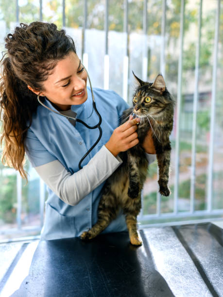 istock Cat with veterinarian doctor 1372086766