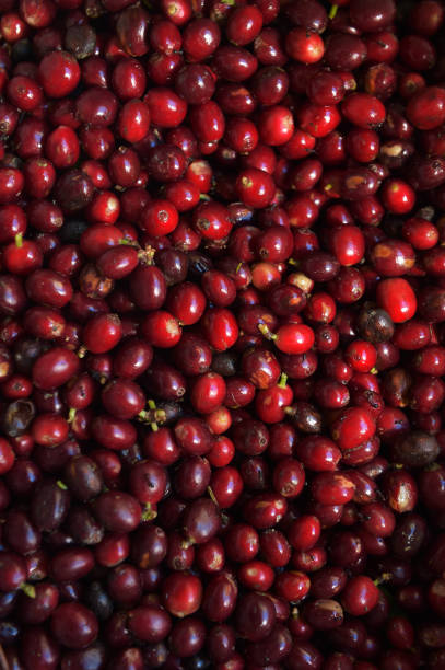 istock close up of fresh coffee beans 1372087547