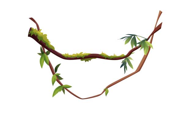 istock Liana or vine winding branches with tropic leaves background. Jungle tropical climbing plants. 1372087840