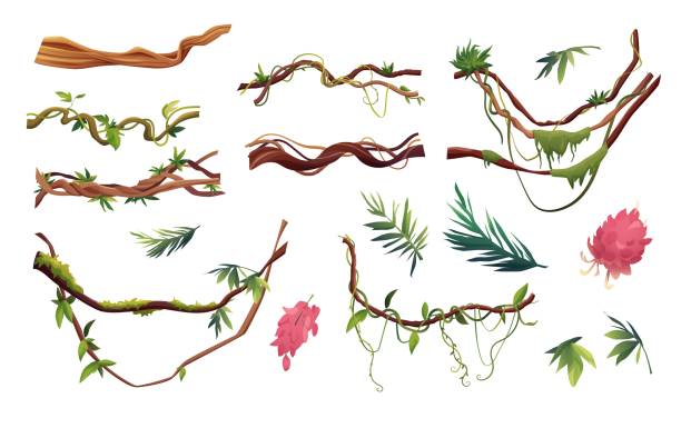 ilustraciones, imágenes clip art, dibujos animados e iconos de stock de liana o ramas sinuosas de vid con hojas tropicales de fondo. plantas trepadoras tropicales de la selva. - ivy vine leaf frame