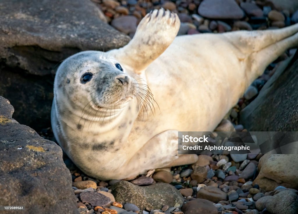 A Grey seal relaxing on the rocks off St Mary's Island, Whitley Bay. Seal Pup Stock Photo