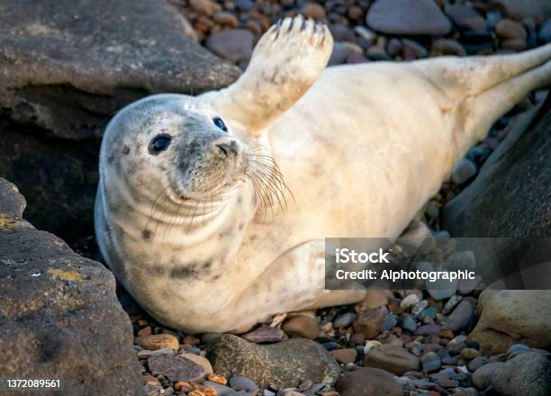 A Grey Seal Relaxing On The Rocks Off St Marys Island Whitley Bay Stock Photo - Download Image Now