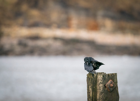 Crow on a wooden post near St Mary's Island, Whitley Bay.