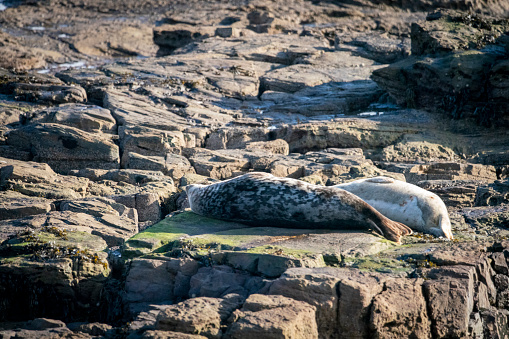 A Grey seal relaxing on the rocks off St Mary's Island, Whitley Bay.