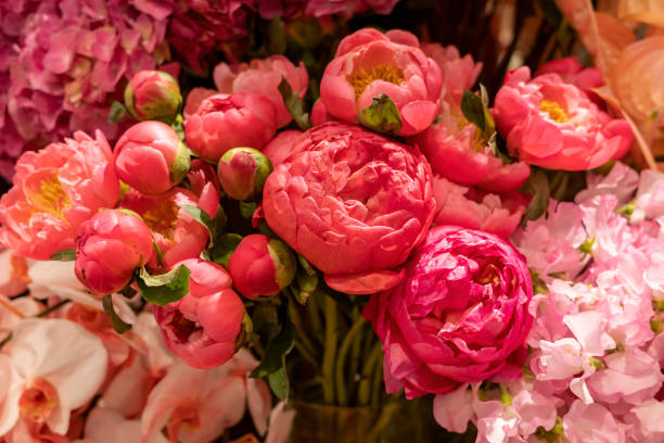 rosa rosa - peonía fotografías e imágenes de stock