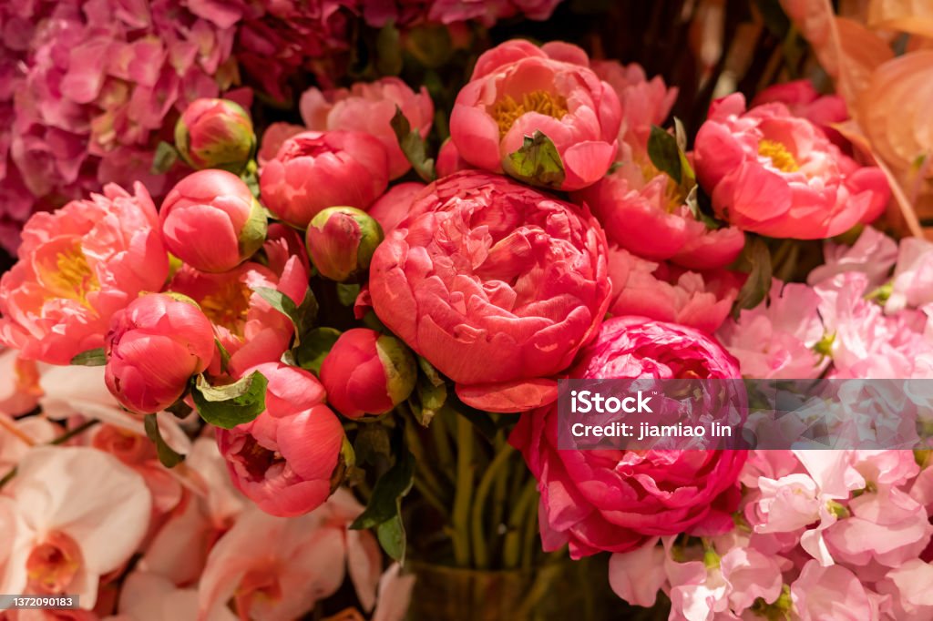 pink rose Flower Stock Photo