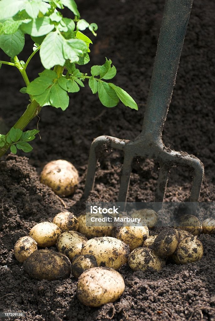 Pommes de terre - Photo de Agriculture libre de droits