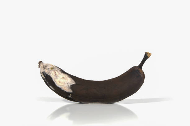 istock Spoiled banana on a white background with hard shadows and reflection. Organic waste overripe fruit. Ugly foods, fruits. Copy space 1372091557