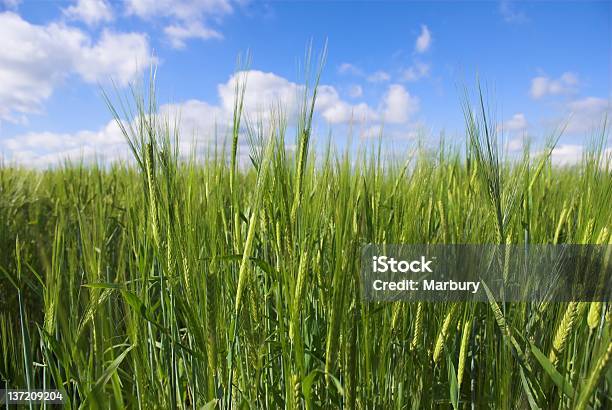 Foto de Campo De Cevada e mais fotos de stock de Agricultura - Agricultura, Ajardinado, Beleza natural - Natureza