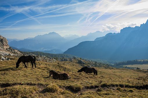 Mountain View of horses on the Italian Dolomites