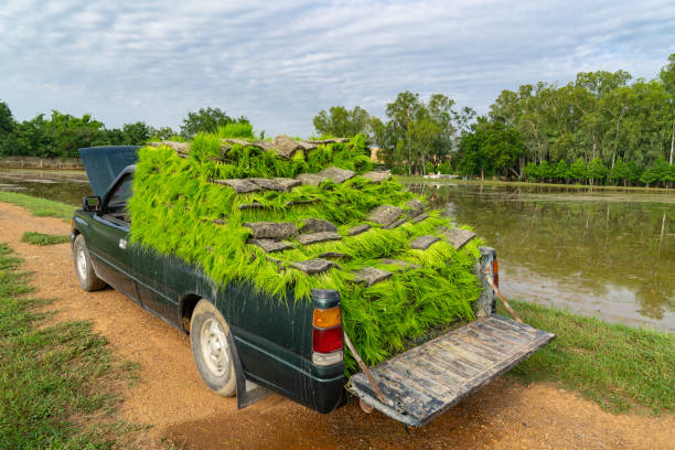 a Pickup car carries the rice sapling, prepare and stand by for transplant rice seedling in paddy field., Thailand. a Pickup car carries the rice sapling, prepare and stand by for transplant rice seedling in paddy field., Thailand. paddy transplanter stock pictures, royalty-free photos & images