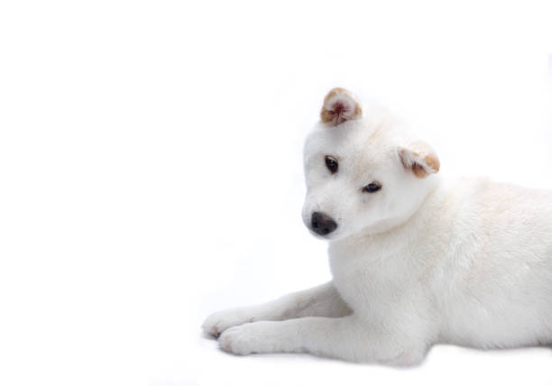 Japanese Akita dog stands in a deep snowdrift.