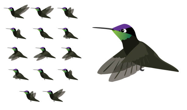 istock Animal Animation Sequence Bird Flying Magnificent Hummingbird Cartoon Vector 1372092870