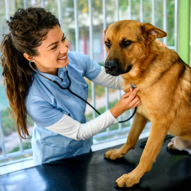 istock Veterinarian examining dog 1372095332