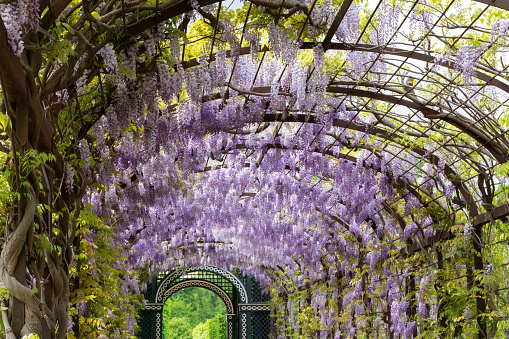Vienna, Austria - 25th April, 2014 : A beautiful walkway with a lovely arched canopy adorned by Wisteria flowering plants at the Schonbrunn Palace Gardens in Vienna, Austria.