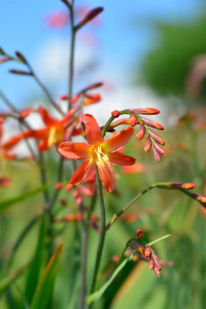 istock Montbretia Carmin Brilliant 1372095822
