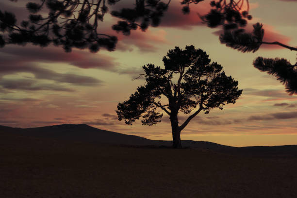 Photo of Sunset with silhouette tree