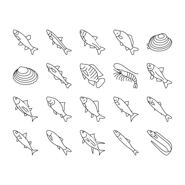 Commercial Fishing Aquaculture Icons Set Vector . Commercial Fishing Aquaculture Icons Set Vector. Japanese Cockle And Anchovy, Common And Silver Carp, Rohu And Catle Fish, Chub Mackerel And Yellowfin Tuna Fishing Business Black Contour Illustrations . skipjack stock illustrations