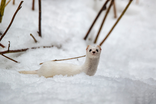 Least weasel (Mustela nivalis) in the white winter coat in the area of Bialowieza National Park, directly at the border between Poland and Belarus. 

The Białowieza Forest straddles the border of the two countries and is a UNESCO World Heritage Site.