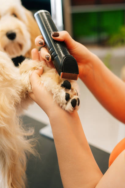 Close-up vertical shot of female groomer cutting foot of purebred curly dog Labradoodle by haircut machine for animals at table in grooming salon. Close-up vertical shot of female groomer cutting foot of purebred curly dog Labradoodle by haircut machine for animals at table at grooming salon. Woman pet hairdresser doing hairstyle in spa clinic. dog grooming stock pictures, royalty-free photos & images