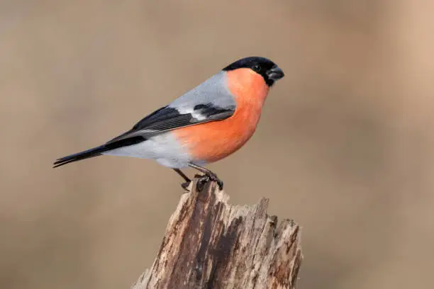 Colorful male Bullfinch (also Eurasian or Common Bullfinch, Pyrrhula pyrrhula) in winter. Bialowieza National Park, directly at the border between Poland and Belarus. 

The Białowieza Forest straddles the border of the two countries and is a UNESCO World Heritage Site.