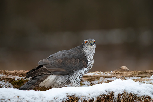 Northern Goshawk (Accipiter gentilis) in winter in Białowieża, Poland. Bialowieza National Park, directly at the border between Poland and Belarus. \n\nThe Białowieza Forest straddles the border of the two countries and is a UNESCO World Heritage Site.