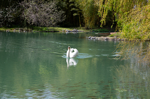 A white swan swimming in the lake, a magical spring landscape with a beautiful elegant bird, young green foliage on the trees, a willow by the pond