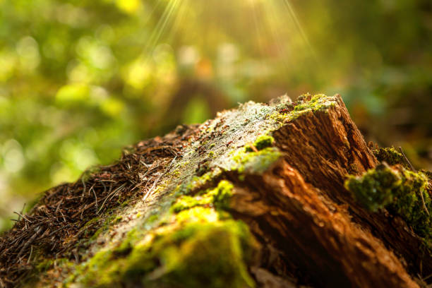 On an old stump in the forest, an anthill, a stump covered with moss, is located at an angle, illuminated by the sun. Can be used as a natural backdrop to showcase a product. Place to copy.