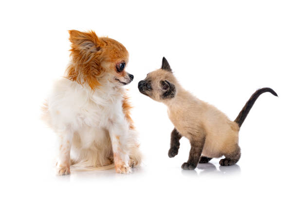 istock chihuahua and kitten 1372098372
