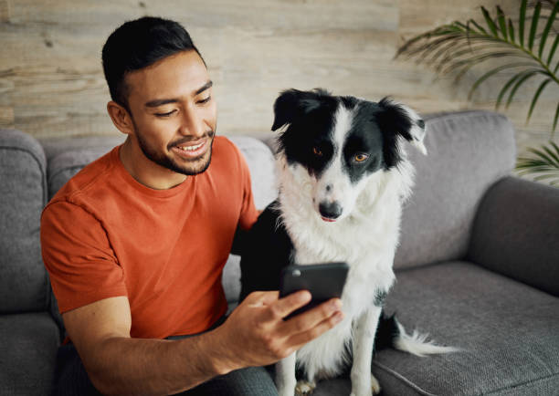 tiro de um jovem bonito sentado com seu border collie na sala de estar e usando seu celular - dog multi ethnic group people one person - fotografias e filmes do acervo