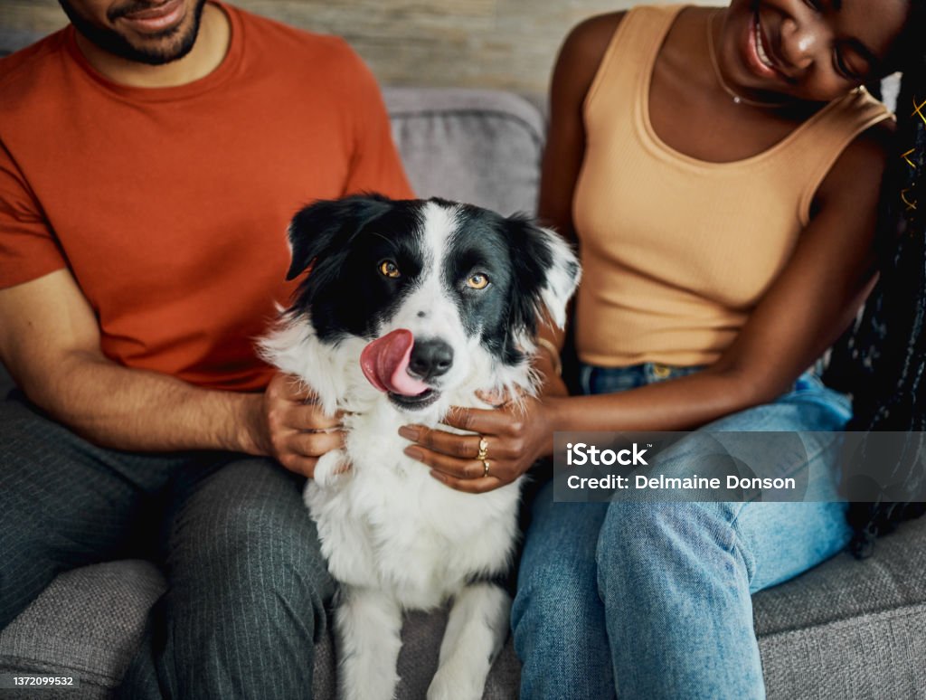 Cropped shot of an unrecognisable couple sitting on the sofa at home with their Border Collie Meet the best boy in the house Dog Stock Photo
