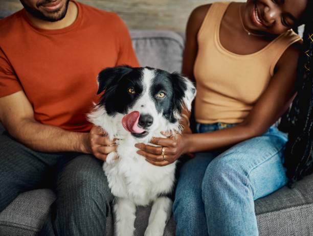 Cropped shot of an unrecognisable couple sitting on the sofa at home with their Border Collie Meet the best boy in the house pet owner stock pictures, royalty-free photos & images